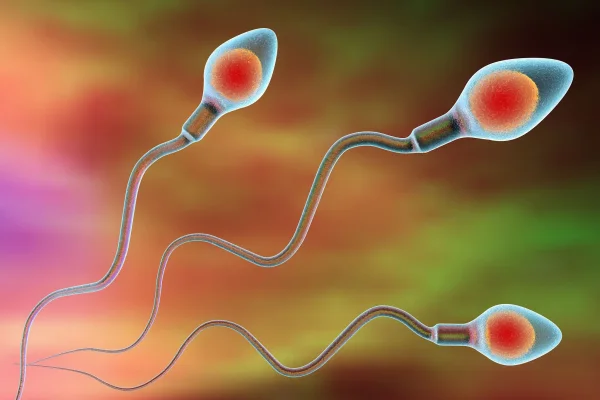 Studien zu Spermidin